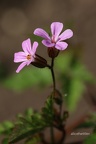 Ruprechtskraut (Geranium robertianum)